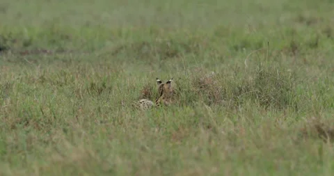 Serval cat foraging in grass Stock Footage 138073393