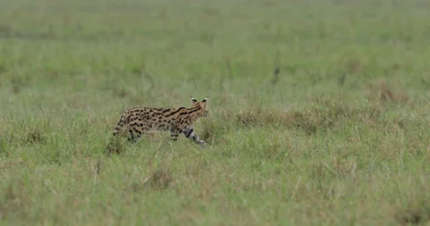 Serval cat foraging in grass Stock Footage 138073483