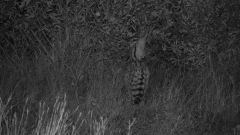 Serval cat hunting Video stock 84667522