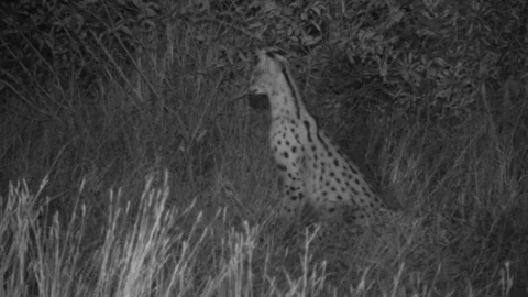 Serval cat hunting Video stock 84667532