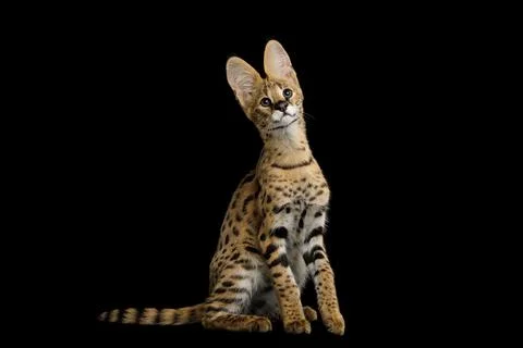 Serval cat isolated on Black Background in studio Stock Photos