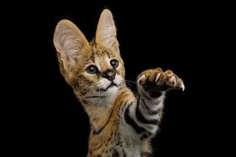 Serval cat isolated on Black Background in studio 写真素材