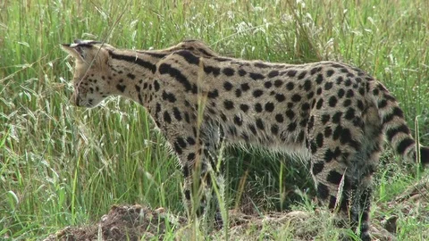 A serval cat jumps on a prey he is hunting Stock Footage 71240522