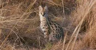 Serval Cat In Long Grass Maasai Mara Kenya Africa Stock Footage