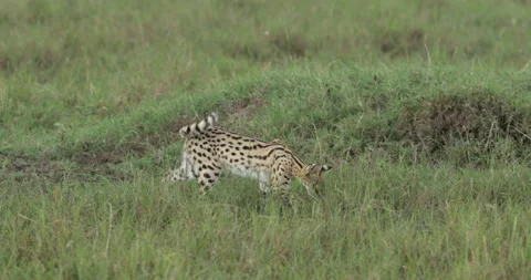 Serval cat in Maasai Mara Stock Footage 137180652