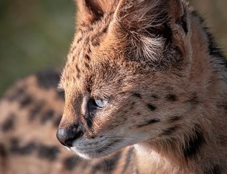 Serval Cat Stock Photos