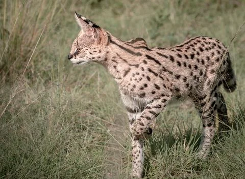 Serval Cat Stock Photos