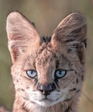 Serval Cat Stock Photos