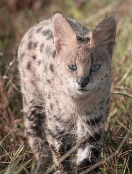 Serval Cat Foto stock