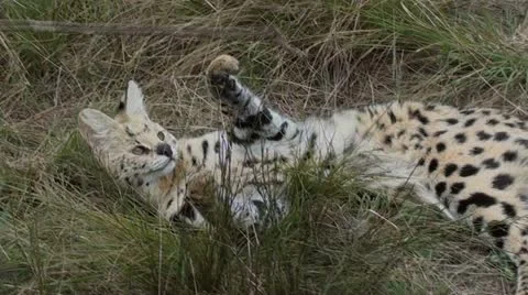 Serval cat playing Stock Footage 12208076