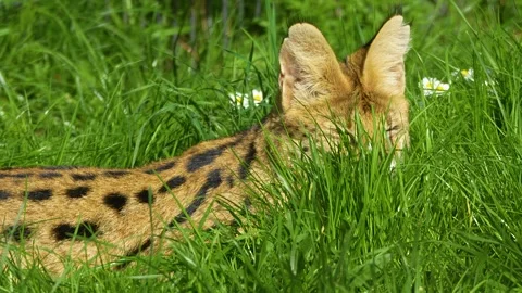 A serval cat relaxing  Stock Footage 275550685