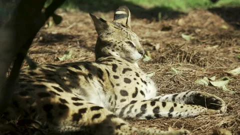 Serval Cat Resting 60fps Stock Footage 152496397