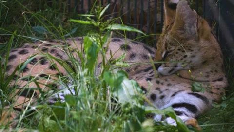 Serval cat resting  Stock-Footage 251714651