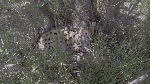 Serval cat resting under a bush. Stock Footage 84258151