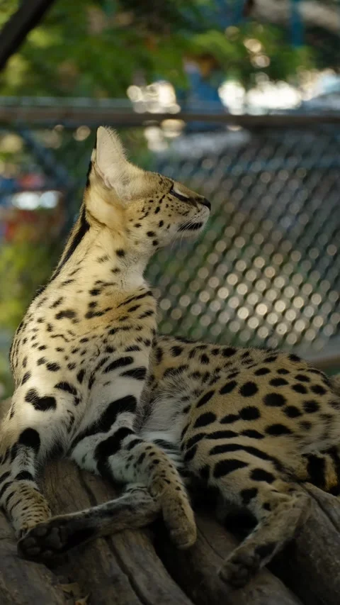 A serval cat rests on a wooden platform inside a zoo enclosure, showing elegant Stock Footage 325740195