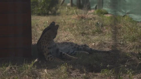SERVAL CAT SITTING IN CAGE OUT OF SUN 01 Stock Footage 87227794
