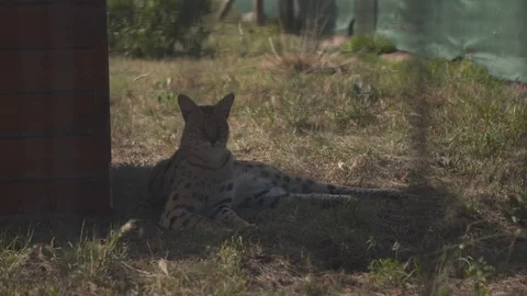 SERVAL CAT SITTING IN CAGE OUT OF SUN 02 Stock Footage 87227842
