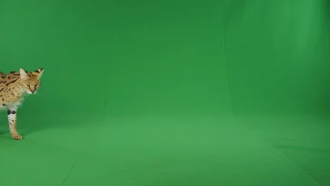 Serval cat walking around on green screen in slow motion 1 Stock Footage 111295876