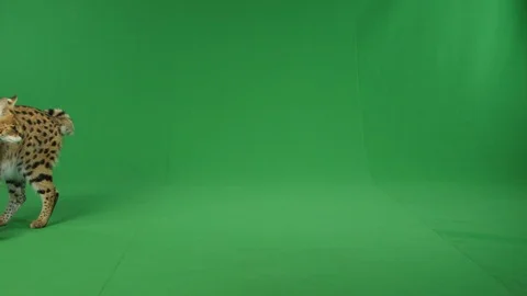 Serval cat walking around on green screen in slow motion 2 Vidéo 111295959