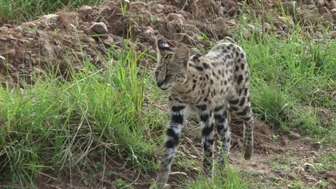 A serval cat walks towards the camera Stock Footage 71239614