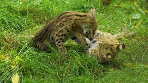 Serval cats close up Stock Footage 268749288