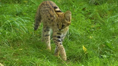 Serval cats close up Stock Footage 268749631