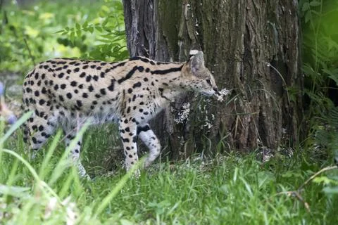 Serval in a clearing Stock Photos