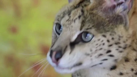 Serval Close- Up shot Stock Footage 83083679