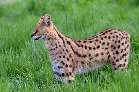 Serval in the grass Stock Photos
