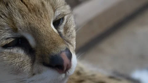 Serval Leptailurus serval closeup resting calmly. Wild cat predator shows Stock Footage 331945046