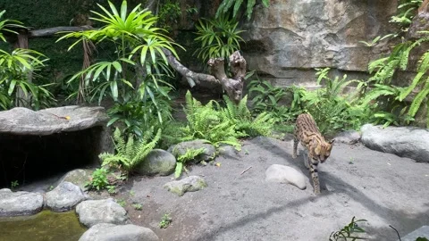 Serval / Leptailurus serval. Stock Footage 263888539