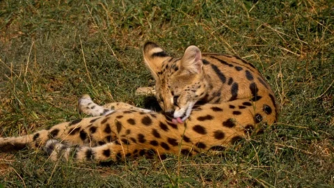 Serval (Leptailurus serval) licking its fur grooming hygiene Stock Footage 101408498