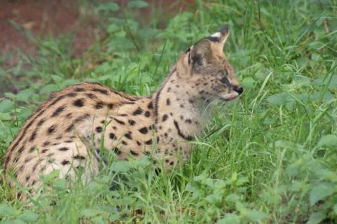 Serval - Leptailurus serval Stock Photos