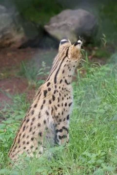 Serval - Leptailurus serval Stock Photos