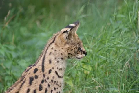 Serval - Leptailurus serval Stock Photos
