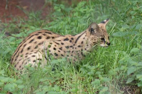 Serval - Leptailurus serval Stock-Fotos