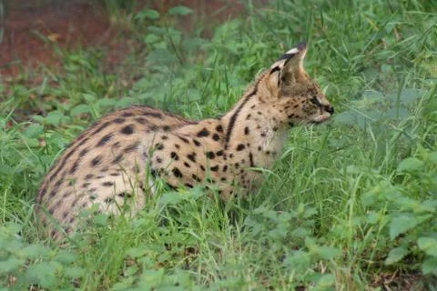 Serval - Leptailurus serval Stock Photos