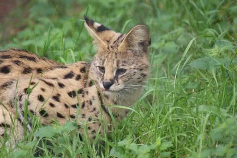 Serval - Leptailurus serval Stock Photos