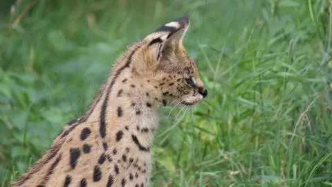 Serval - Leptailurus serval Stock Photos