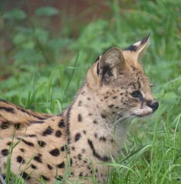 Serval - Leptailurus serval Stock-Fotos
