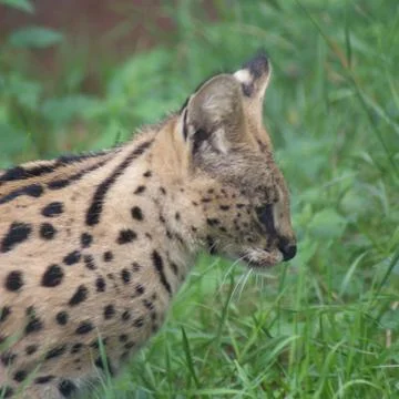 Serval - Leptailurus serval Stock Photos