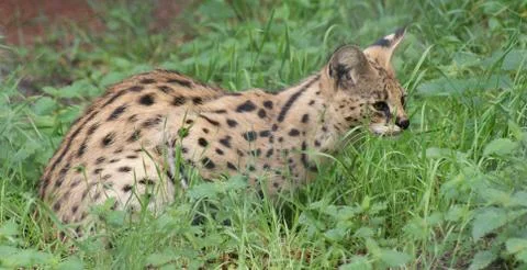 Serval - Leptailurus serval Stock Photos