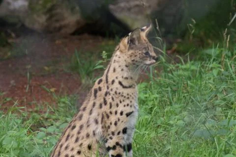 Serval - Leptailurus serval Stock Photos