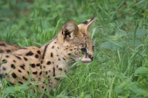 Serval - Leptailurus serval Stock Photos