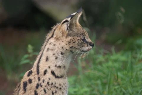 Serval - Leptailurus serval Stock Photos