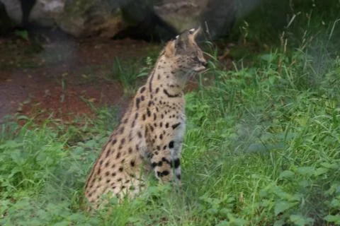 Serval - Leptailurus serval 스톡 사진