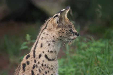 Serval - Leptailurus serval Foto stock