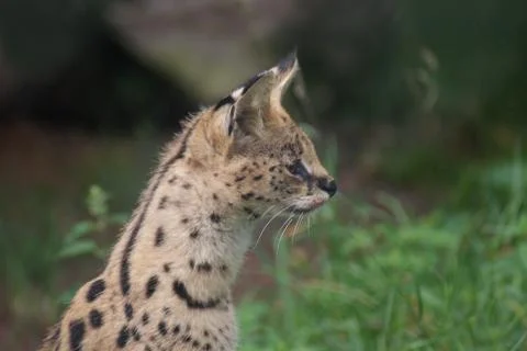 Serval - Leptailurus serval Stock Photos