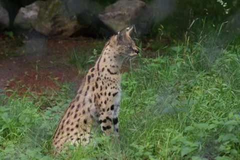 Serval - Leptailurus serval Stock Photos
