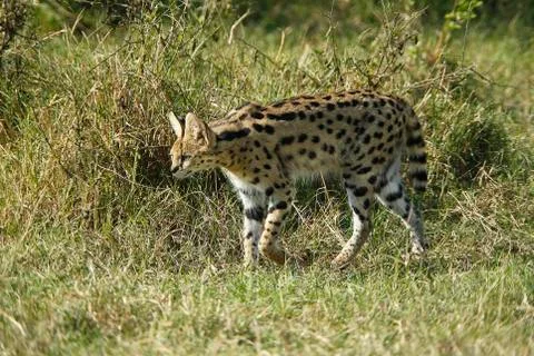 SERVAL leptailurus serval Stock Photos